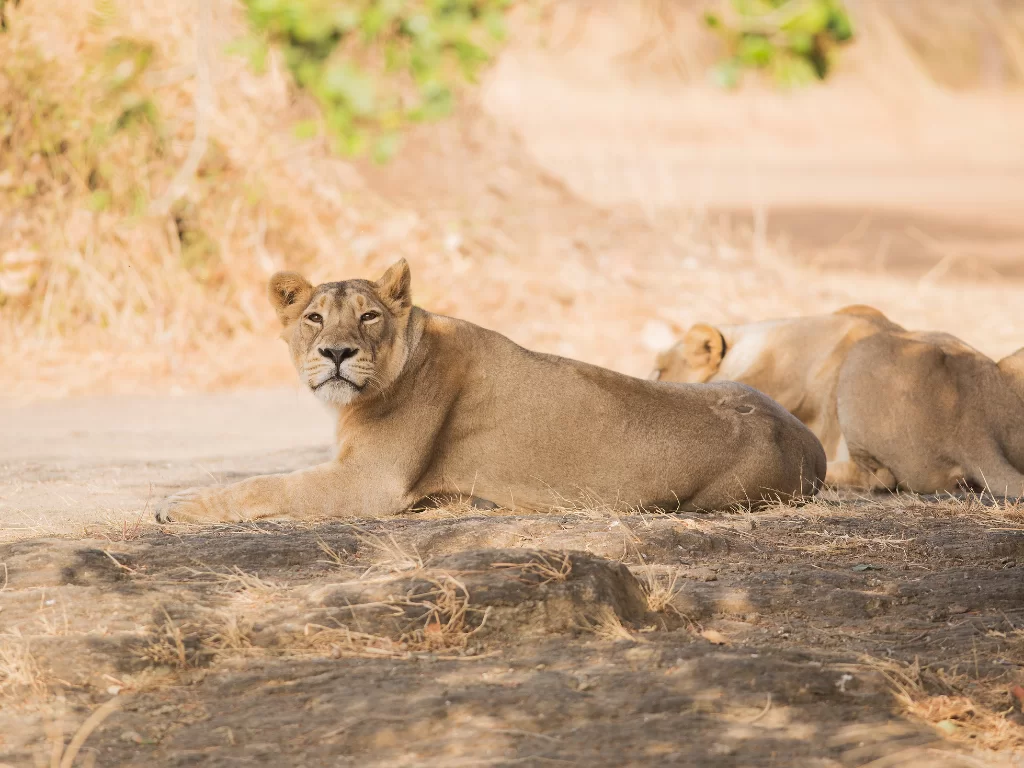 Asiatic lions at Gir National Park during clear day, featuring resting pride on arid terrain with greenery, perfect wildlife safari experience with Gujarat tour packages.