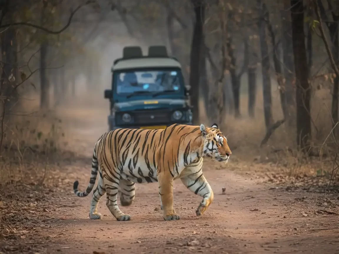 Sasan Gir National Park wildlife safari with Asiatic lion habitat in Gujarat tour packages
