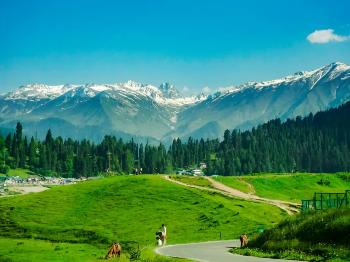 Gulmarg Kashmir green meadows pine forests snow capped Pir Panjal mountains blue skies couple cows road walking, perfect skiing adventure meadow tour package.