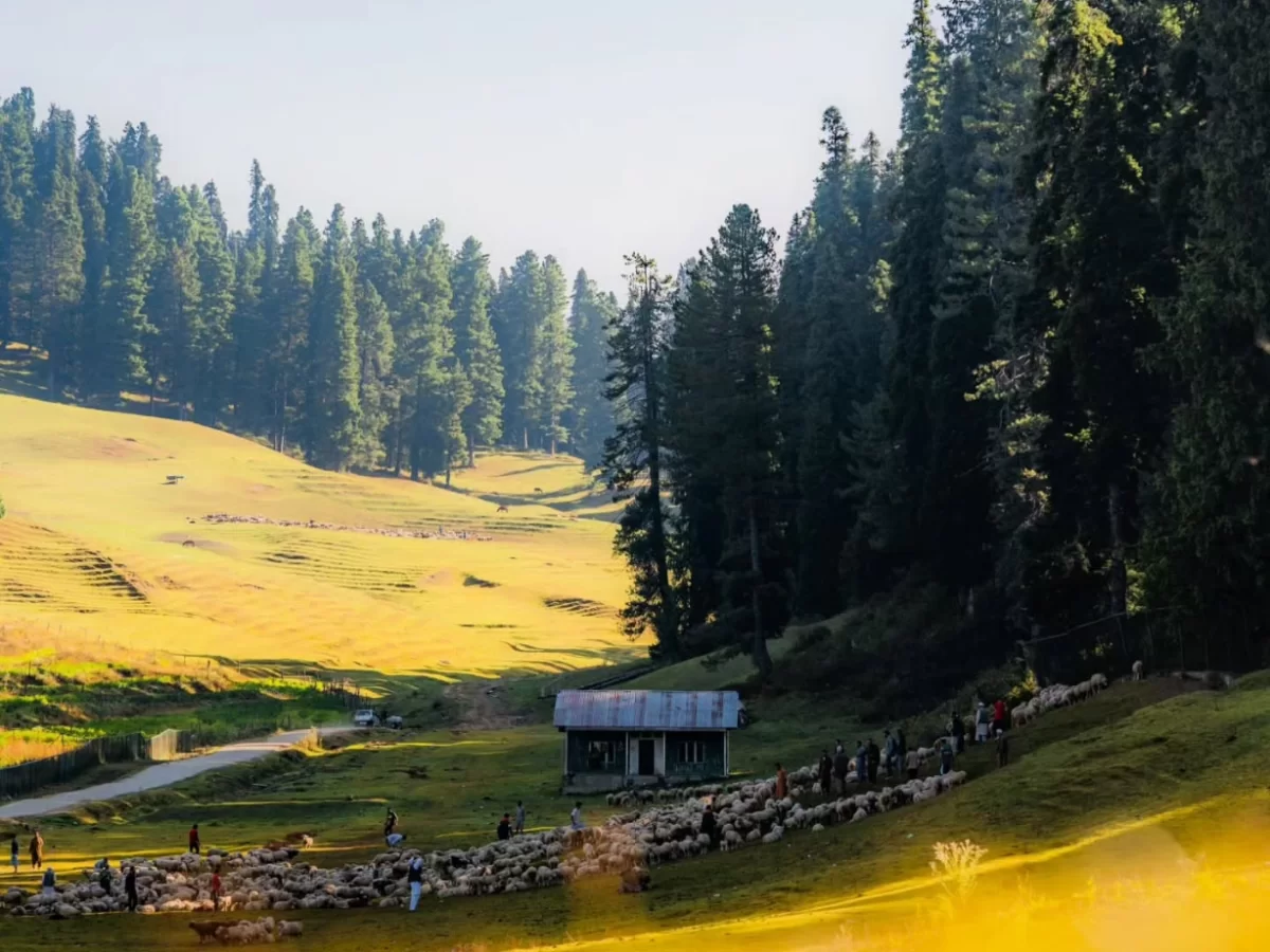Shepherds herding sheep near hut at Gulmarg during golden hour sunset, featuring pine forests and meadows, perfect adventure Srinagar tour package. 