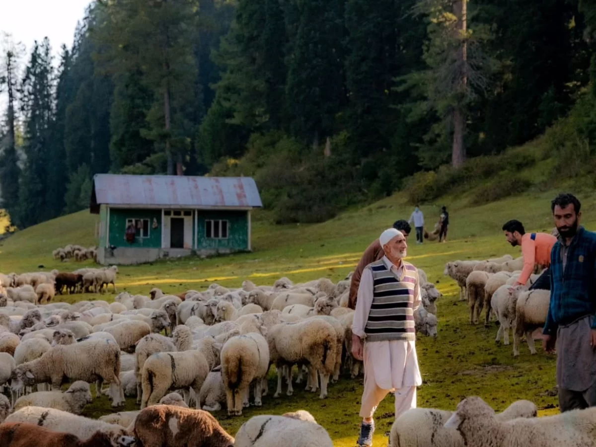 Shepherds with sheep herd at Gulmarg during golden hour, featuring green cottage and pine trees, perfect adventure Srinagar tour package.