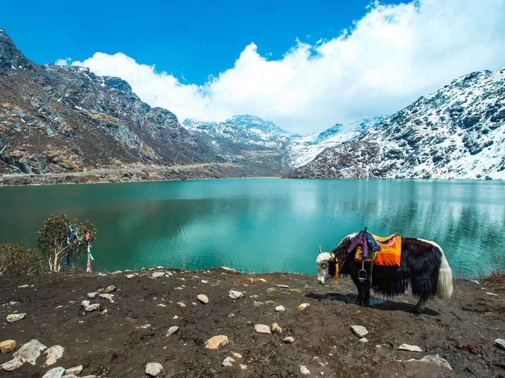 Yak at Gurudongmar Lake North Sikkim during clear skies, featuring turquoise waters snow mountains, perfect spiritual adventure North Sikkim tour package.