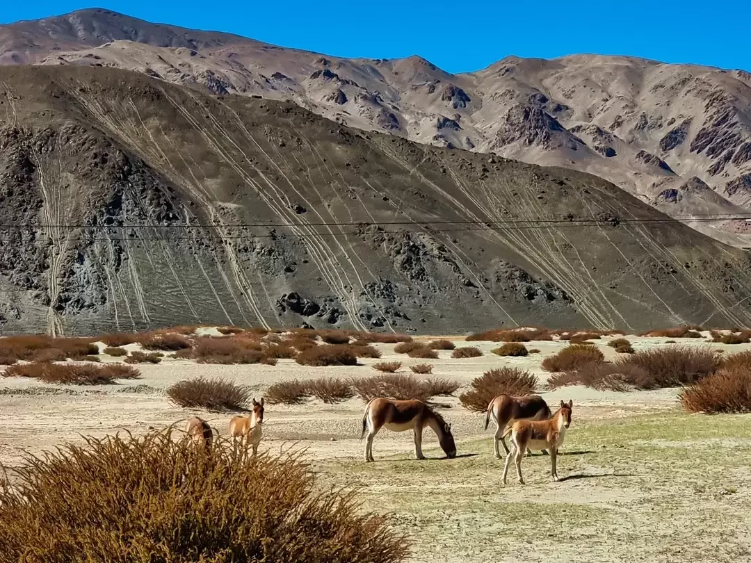 Hanle Ladakh Tibetan Wild Ass Kiang family grazing golden plains rugged mountains, kiang mare foals Changthang wildlife sanctuary, perfect Hanle safari nature package. 