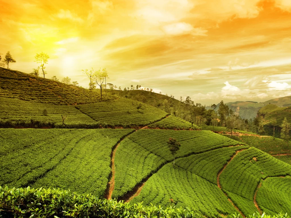 Happy Valley Tea Estate in Darjeeling at golden sunset, featuring glowing tea terraces and rolling hills, perfect scenic Sikkim tour package
