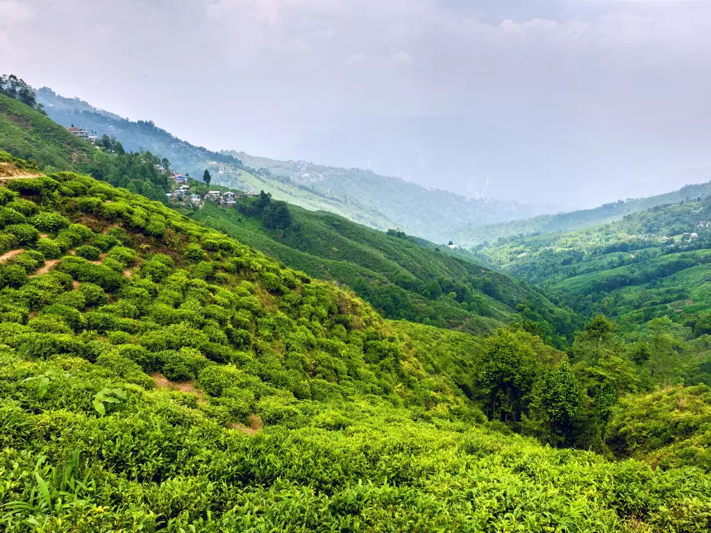 Happy Valley Tea Estate in Darjeeling during misty daytime, featuring rolling green tea gardens and mountain valley, perfect scenic Sikkim tour package