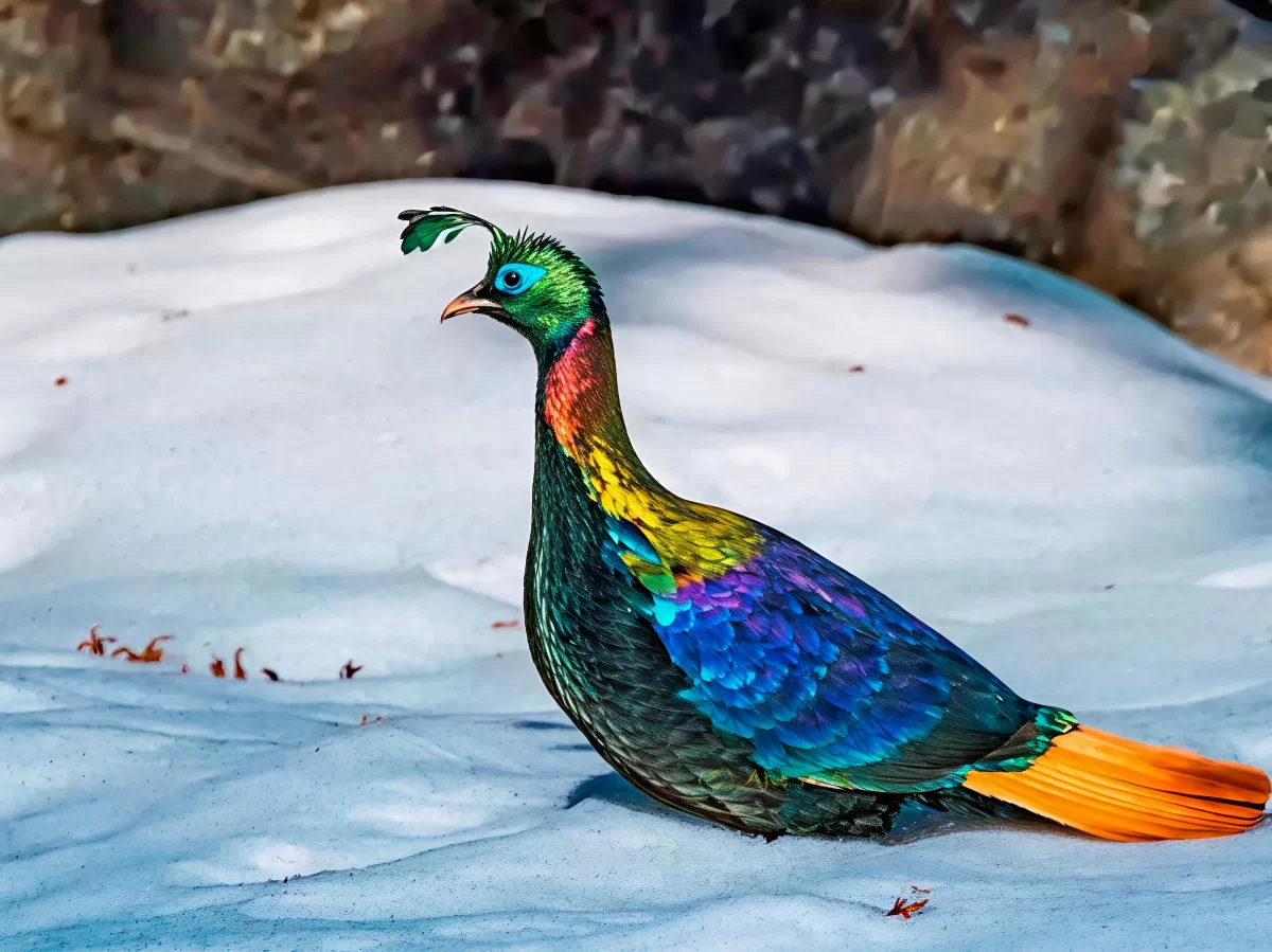 Colorful Himalayan monal pheasant at Himalayan Bird Park featuring vibrant blue, green, and orange plumage against a snowy background.