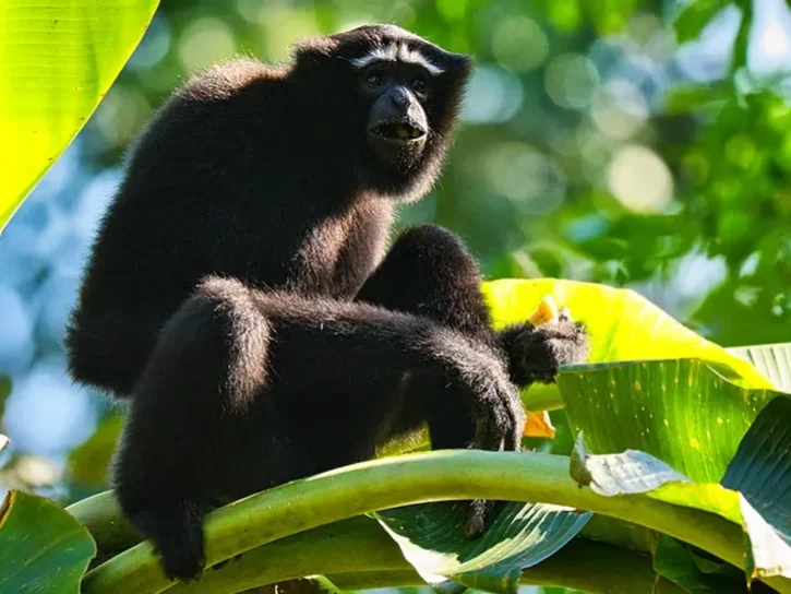 Hoolock gibbons at Hoollongapar Gibbon Wildlife Sanctuary near Kaziranga during sunny day, featuring lush green leaves and baby gibbon, perfect adventure experience Assam tour package.