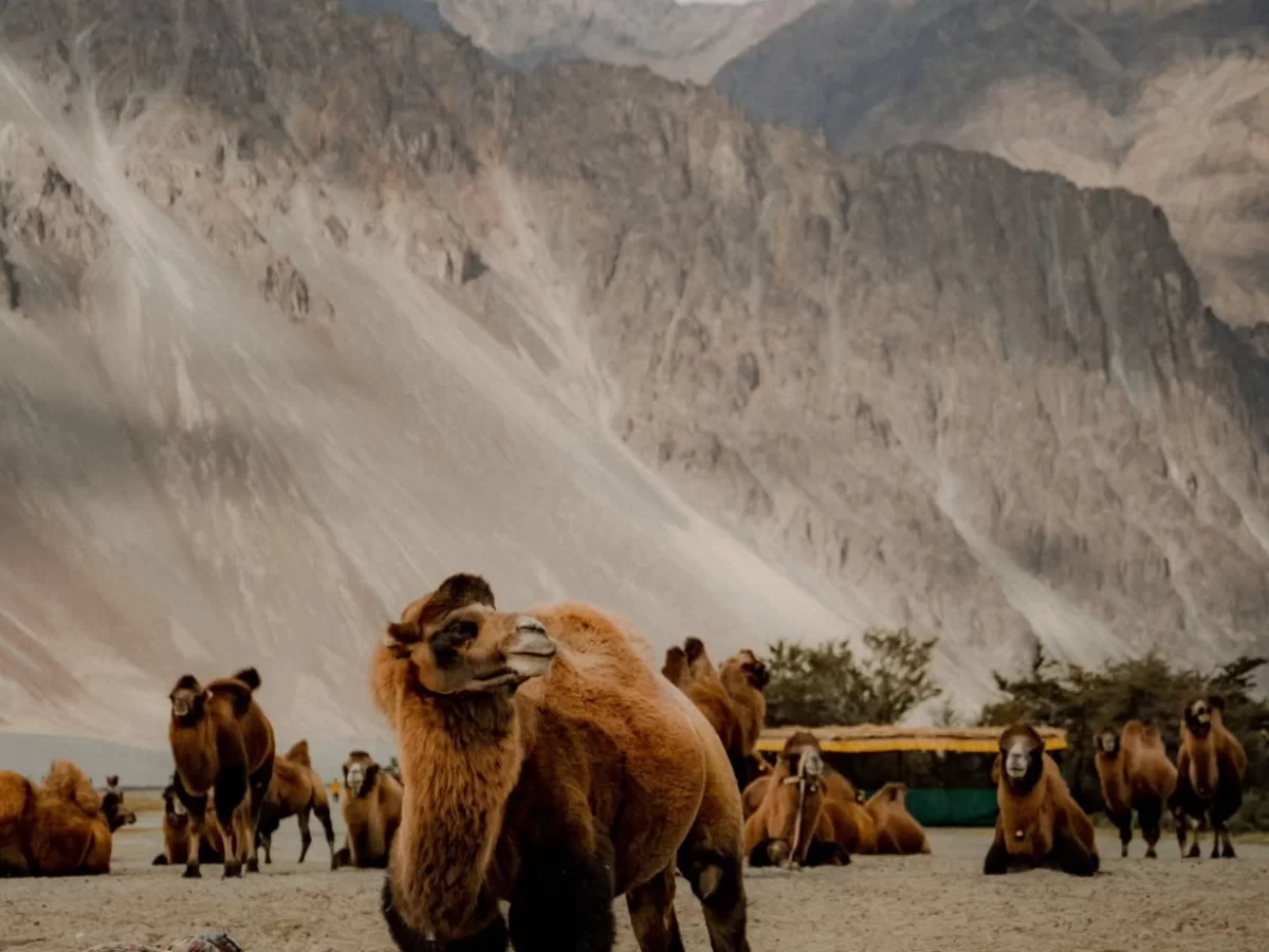 Bactrian camels at Hunder sand dunes Nubra Valley Ladakh with snow-capped Karakoram mountains backdrop, tourist vehicles visible, perfect adventure desert Ladakh tour package.