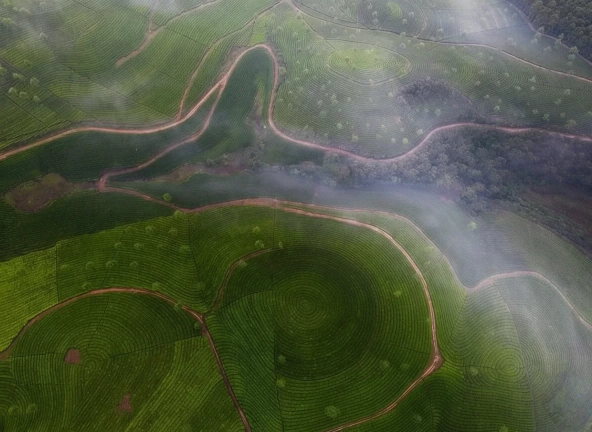 Aerial misty Munnar tea gardens during foggy morning, featuring rolling green plantations and curved paths, perfect serene experience with Munnar tour package.