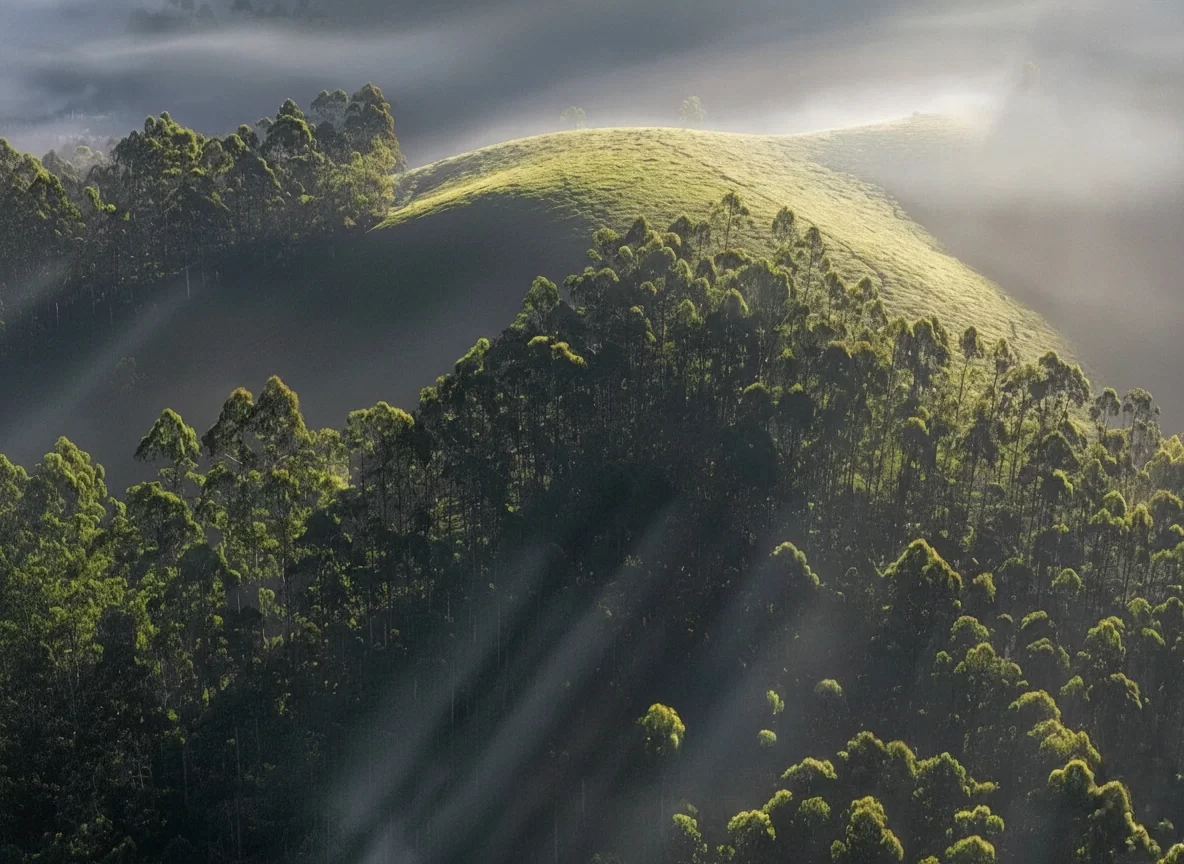 Sunrays piercing mist over Munnar tea hills during dawn, featuring eucalyptus groves and grassy slopes, perfect ethereal experience with Munnar tour package. 