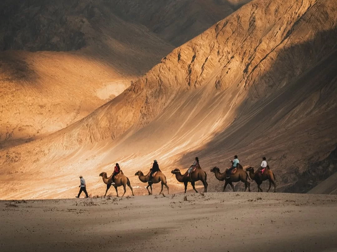 Golden hour camel safari diverse tourists riding procession dramatic shadows towering Ladakh mountains sand dunes Hunder Nubra Valley Diskit Leh adventure tour package photography essential. 