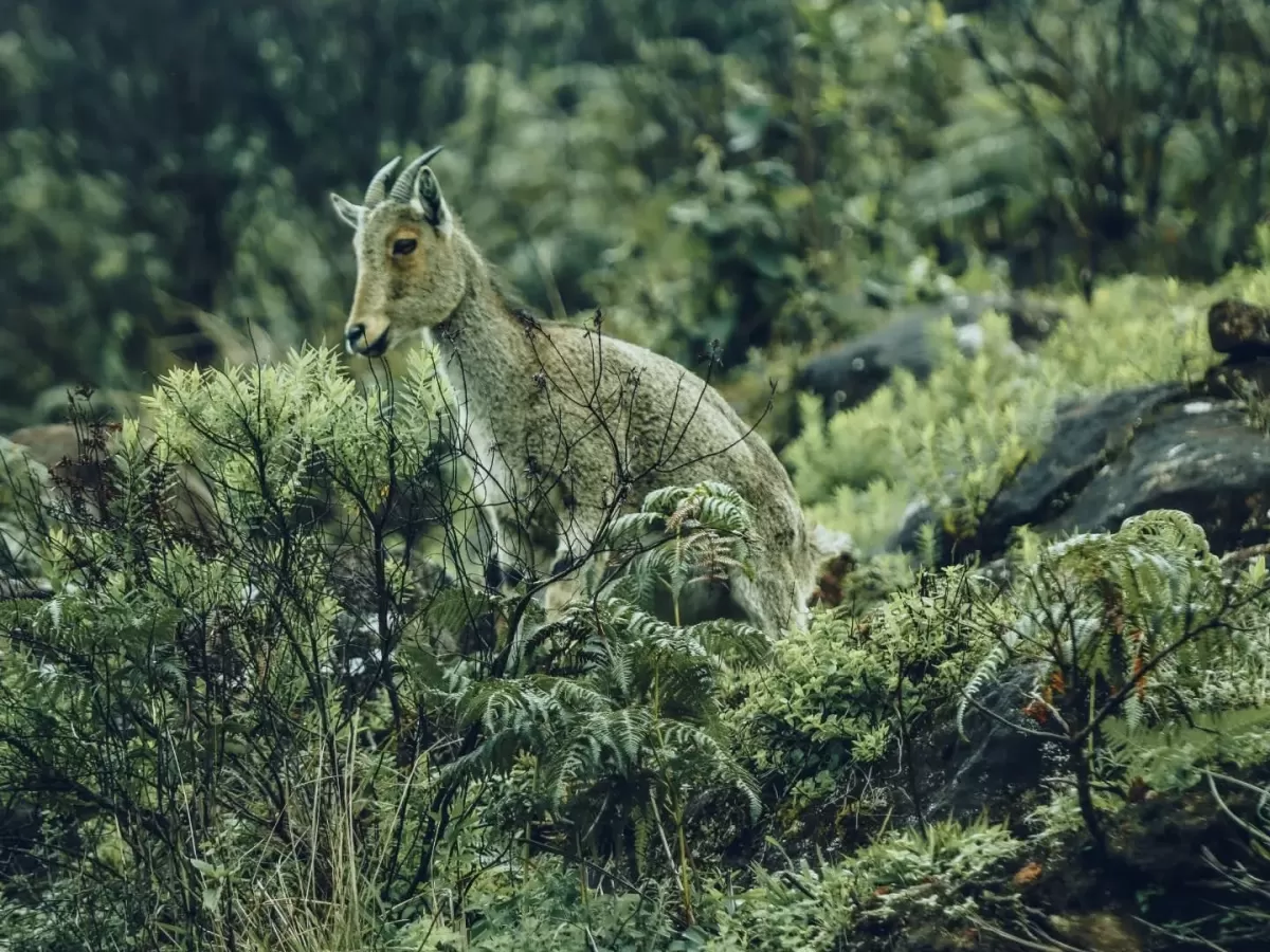 Majestic Nilgiri tahr goat standing alert amid misty green shola forest rocks ferns Eravikulam National Park Munnar Kerala India, perfect endangered species wildlife photography trekking experience with South India national park tour package.