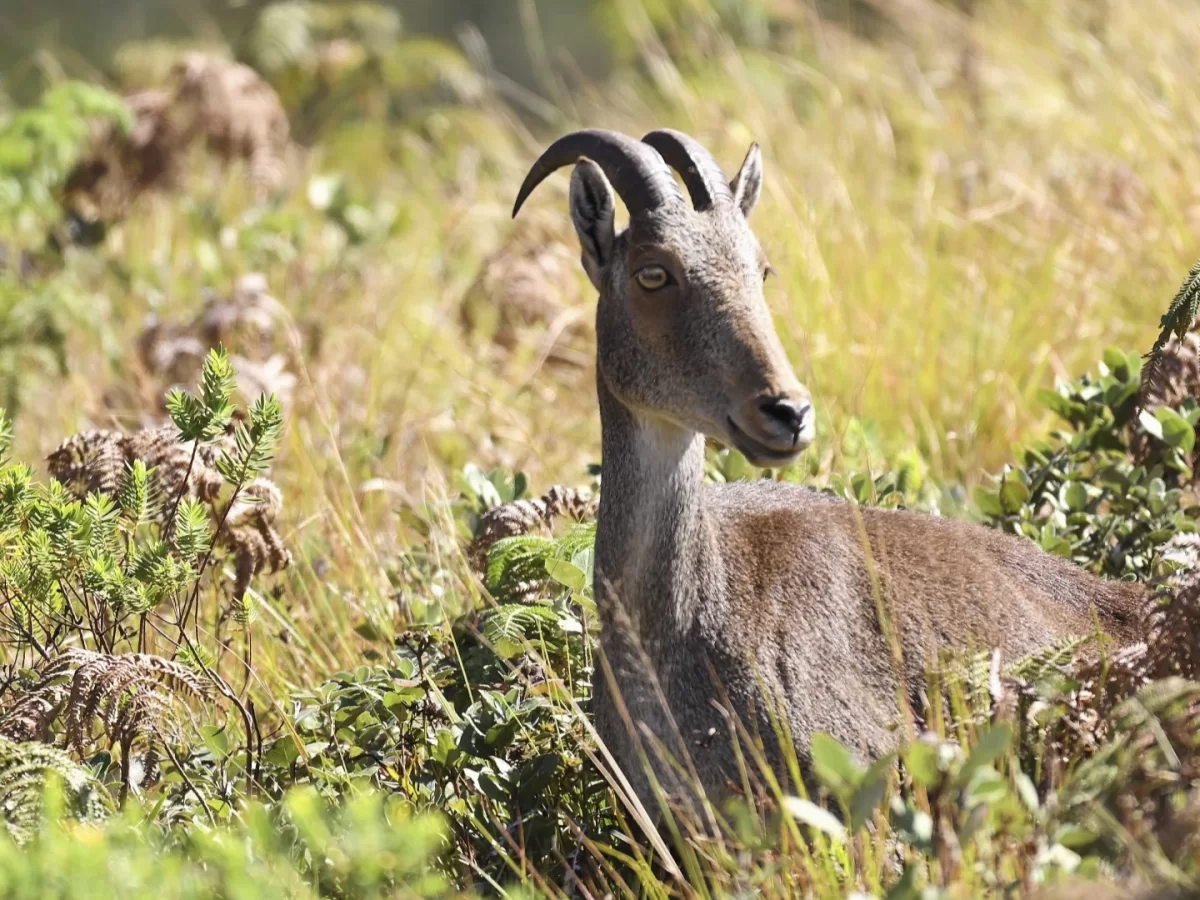 Close-up portrait of Nilgiri tahr with curved horns golden grass bushes rocky slopes Eravikulam National Park Munnar Kerala India during sunny day, perfect flagship species wildlife photography trekking experience with South India shola grassland national