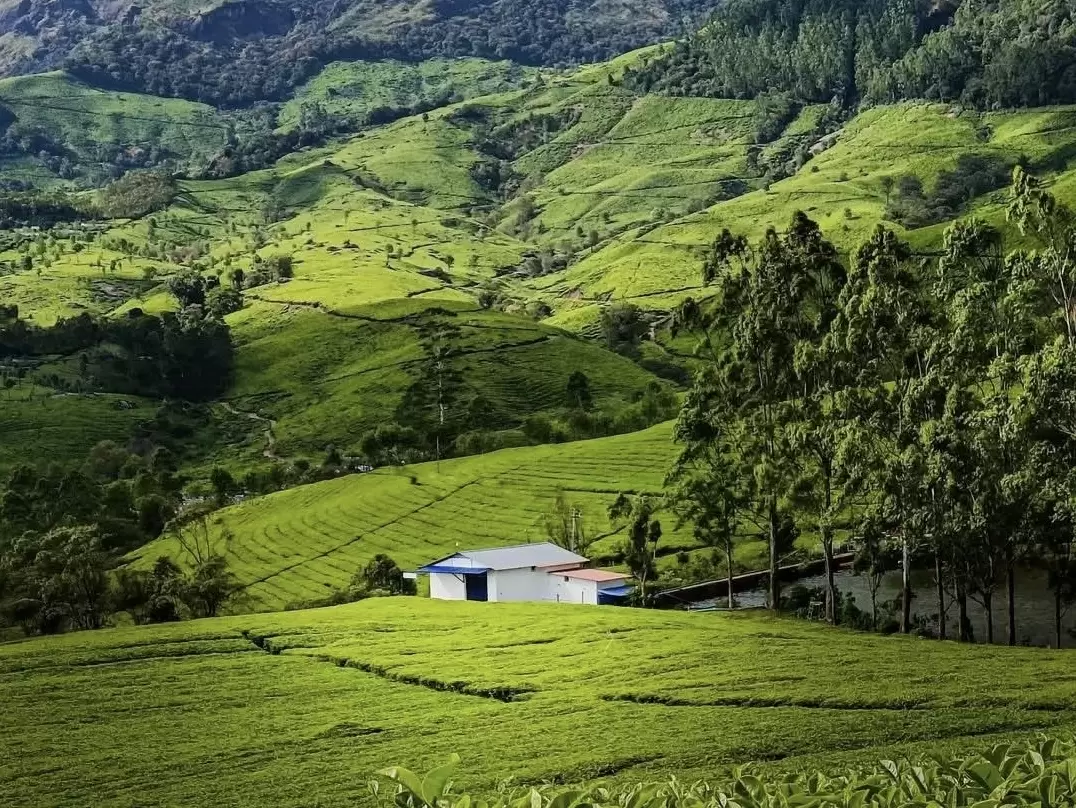 Tea worker hut amid Munnar plantations during sunny morning, featuring terraced green hills and eucalyptus trees, perfect rural experience with Munnar tour package. 