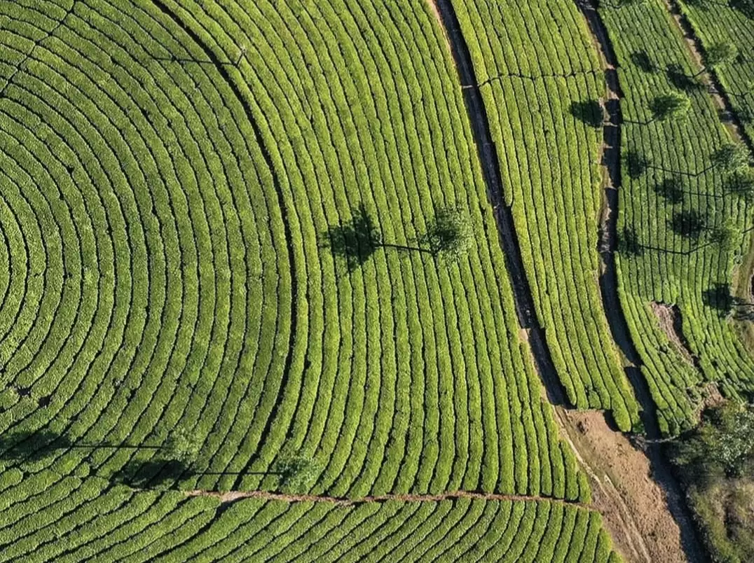 Aerial view of circular Munnar tea gardens during sunny day, featuring palm trees and terraced green fields, perfect panoramic experience with Munnar tour package. 