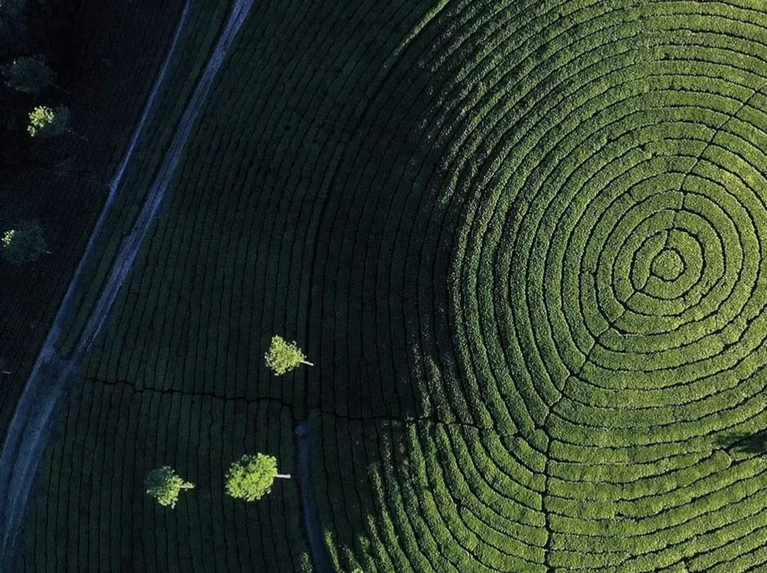 Aerial spiral Munnar tea garden during golden hour, featuring lone trees and terraced green patterns, perfect photography experience with Munnar tour package. 