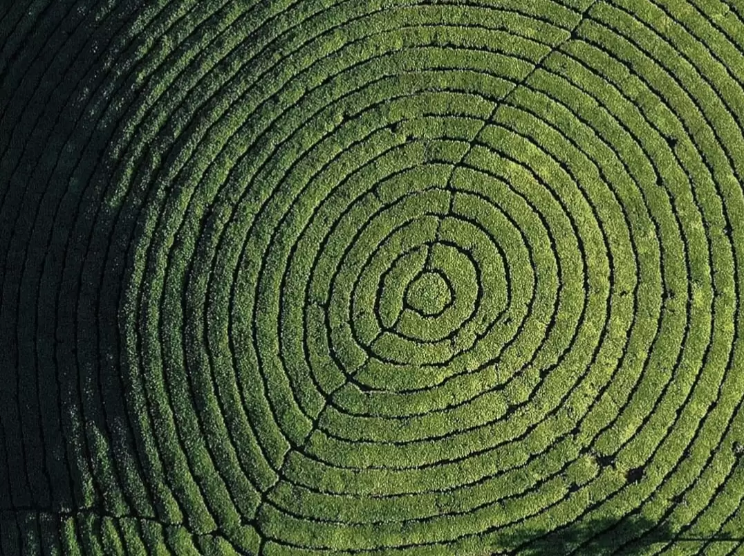 Perfect circular Munnar tea garden aerial during soft light, featuring intricate green maze patterns, perfect photography spot with Munnar tour package. 