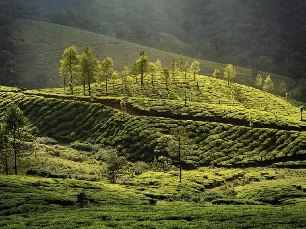 Terraced Munnar tea gardens during golden hour sunlight, featuring lone trees and misty hills, perfect serene landscape experience with Munnar tour package. 