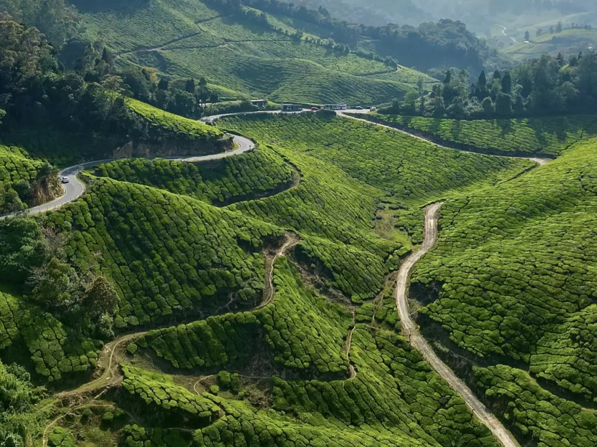 Aerial drone view of winding roads through lush green tea plantations rolling hills misty valleys near Echo Point Munnar Kerala during golden hour morning mist, perfect panoramic nature experience with Munnar tea estate tour package. 