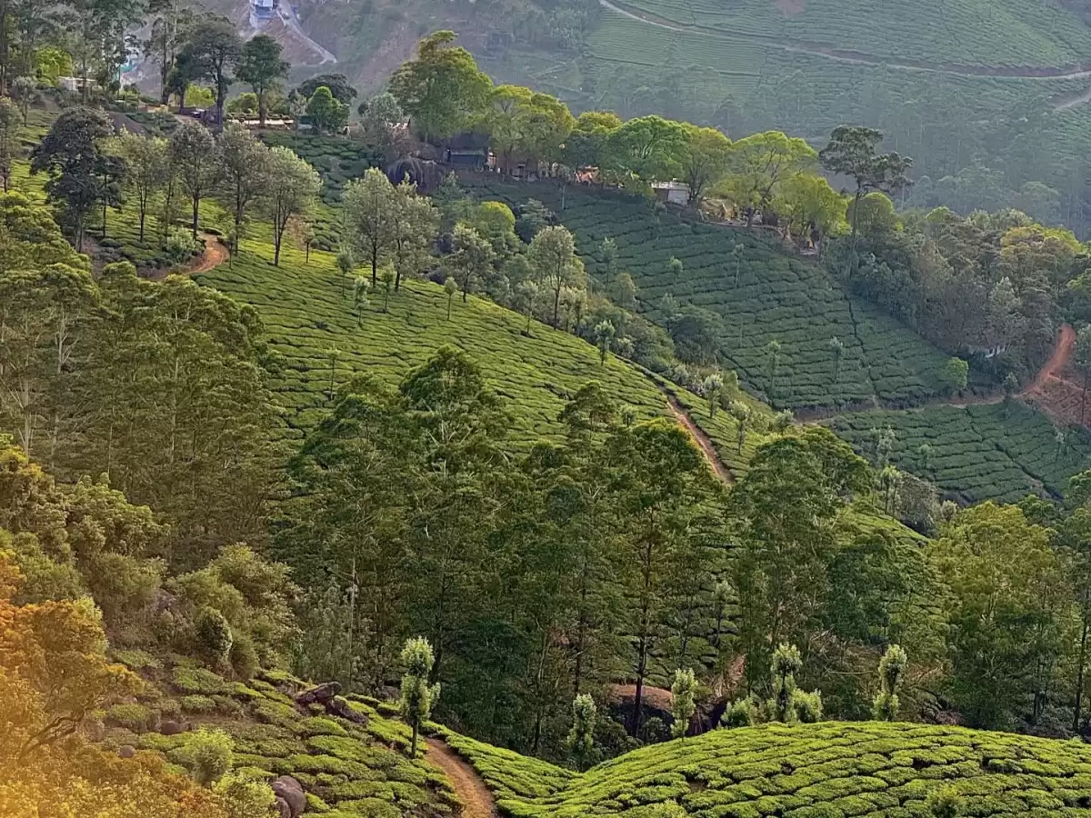 Drone aerial view of lush green tea plantations rolling hills near Echo Point Munnar Kerala during golden hour misty morning, featuring winding dirt paths tea bushes trees viewpoints structures, perfect panoramic nature experience with Munnar tea trail to