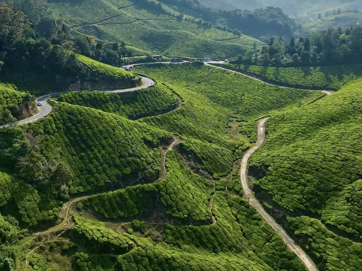 Drone aerial golden hour view of winding roads through lush green tea plantations rolling hills near Echo Point Munnar Kerala, featuring vehicles misty valleys sunlit bushes paths, perfect scenic drive experience with Munnar tea estate tour package.