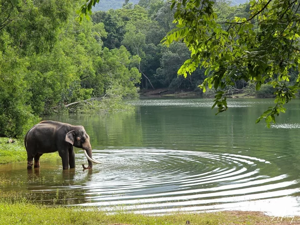 Wild Indian elephant drinking from Neyyar Lake surrounded by dense tropical forest and grassy shore in Neyyar Wildlife Sanctuary Kerala, ripples in emerald water, perfect India safari tour package. 