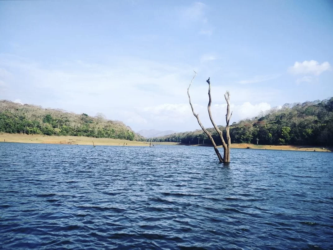 Solitary tree in Periyar Lake at Periyar Wildlife Sanctuary Thekkady during sunny day, featuring forested hills calm waters bird perch, perfect wildlife Thekkady tour package. 