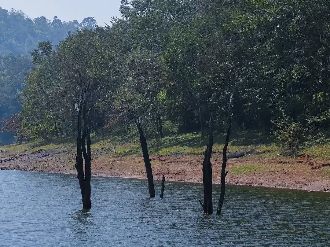 Dead trees in Periyar Lake at Periyar Wildlife Sanctuary Thekkady during calm day, featuring lush hills shoreline reflections, perfect wildlife Thekkady tour package.