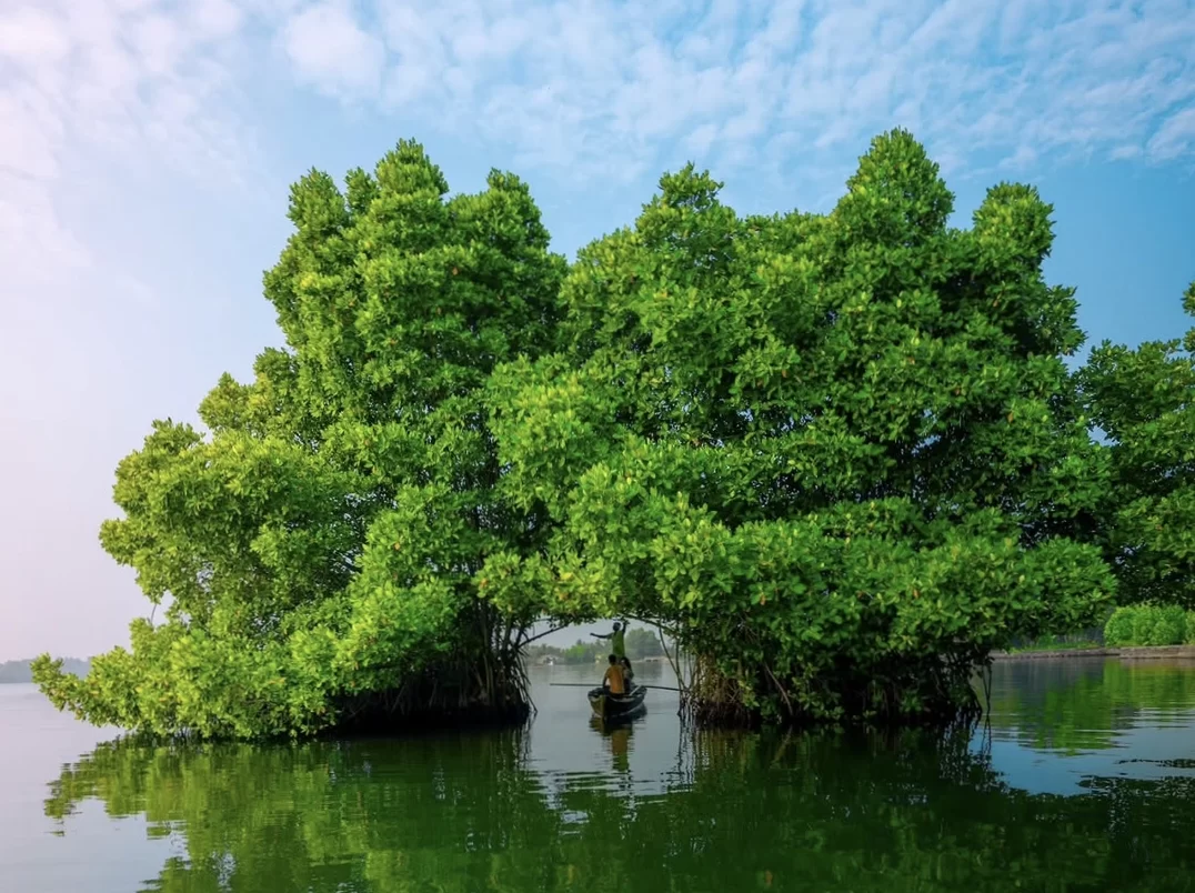 Fisherman poling canoe under mangroves at Munroe Island during dawn, featuring arched trees backwaters reflections, perfect romantic Kerala tour package.