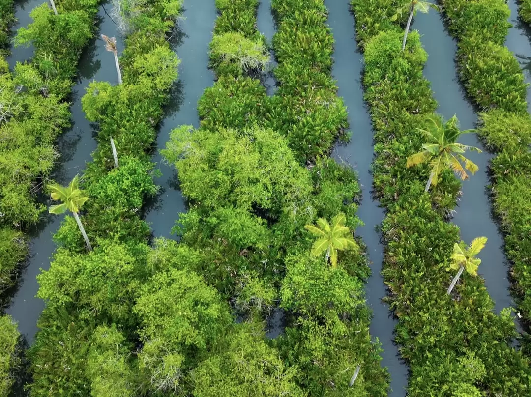 Munroe Island aerial view Kerala backwaters patterned mangroves channels coconut palms lush greenery, perfect eco tourism houseboat package.
