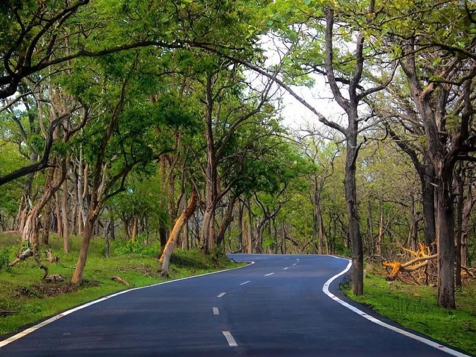 Winding road through forest at Bandipur National Park during sunny day, featuring green trees canopy grasslands curves, perfect wildlife Karnataka tour package. 