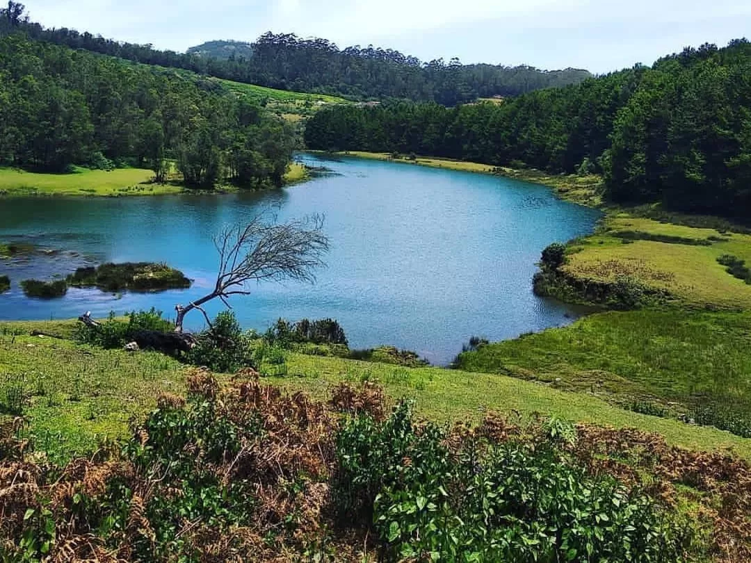 Tranquil Ooty Lake Udhagamandalam Nilgiris Tamil Nadu India scenic overlook of horseshoe shaped turquoise lake surrounded rolling green hills lush shola forests solitary dead tree foreground meadows blue skies, perfect Nilgiri hill station nature tour pac