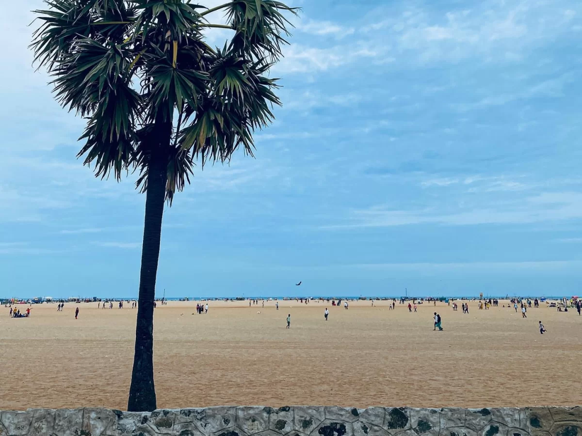 Palm tree framing crowded Marina Beach Chennai during clear partly cloudy day, featuring sandy shore, distant Bay of Bengal, people strolling, perfect beach experience Chennai tour package.
