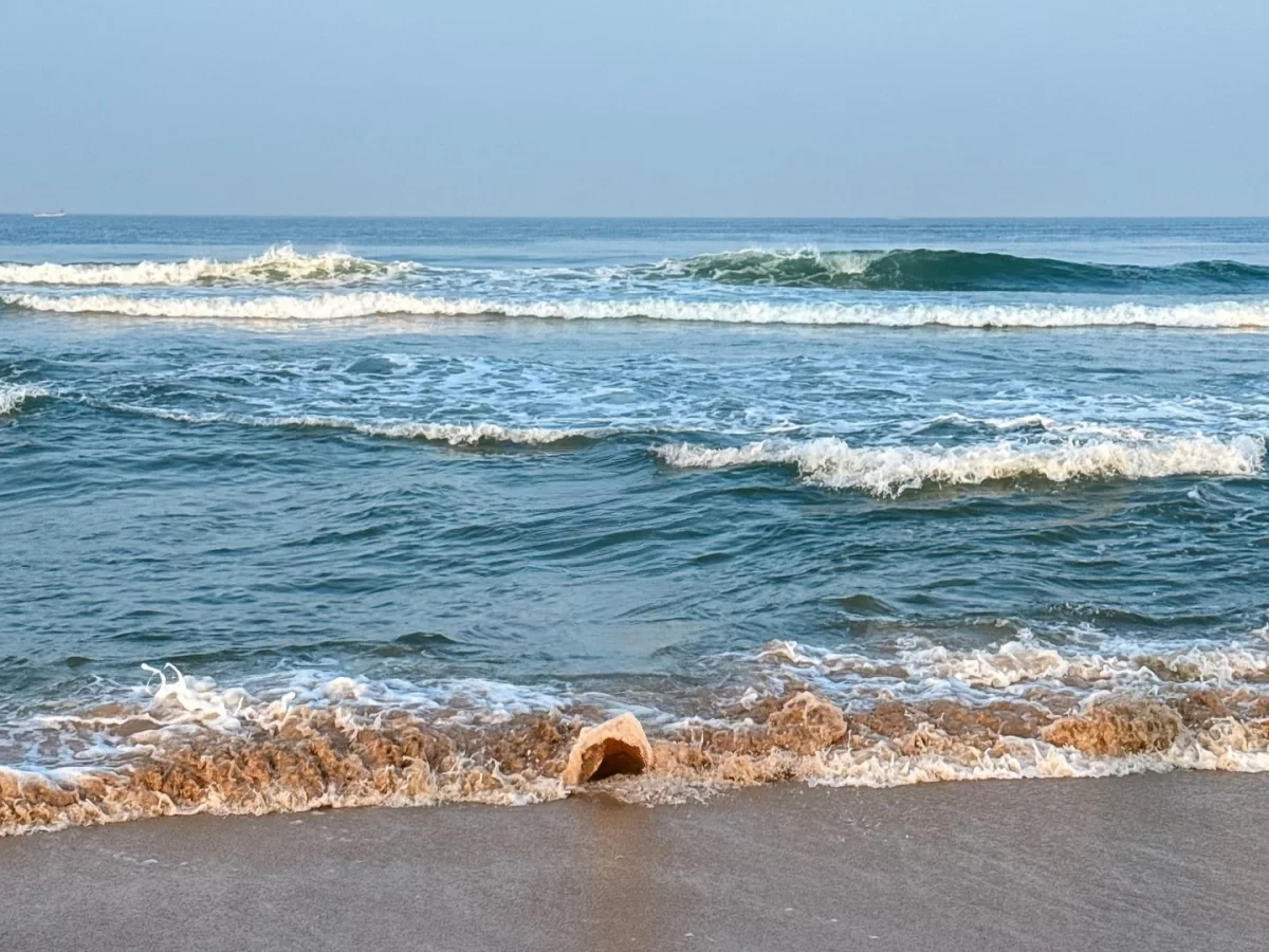 Close-up of seashell on sandy shore at Candolim Beach Goa during clear sky day, featuring crashing Arabian Sea waves beachfront horizon, perfect beach treasure experience with Candolim Beach Goa tour package. 