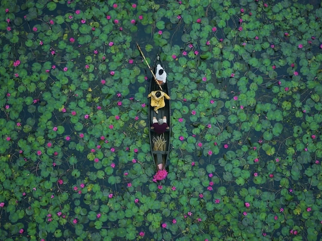 Houseboat gliding through lotus blooms at Thannermukkom Bund Vembanad Lake during bloom season, featuring pink flowers, green pads, rowers, perfect romantic experience with Kerala backwater tour package.