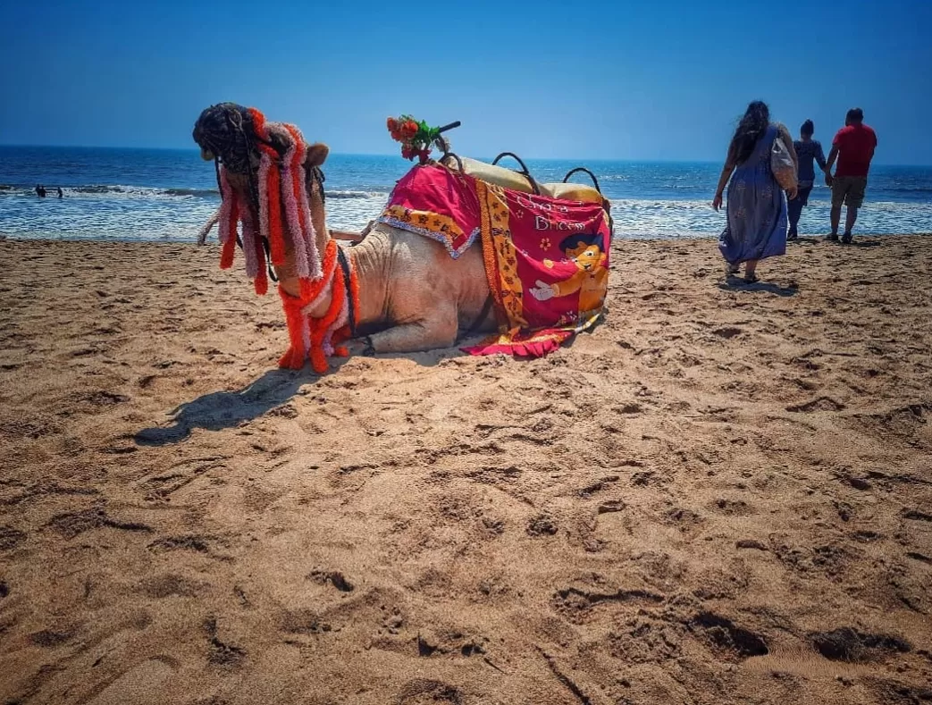 Puri Beach Odisha golden sands decorated camel ride with vibrant pink-gold embroidered saddle, orange tassels, beachgoers strolling against Bay of Bengal waves under clear blue skies, perfect Jagannath Puri India tour package.