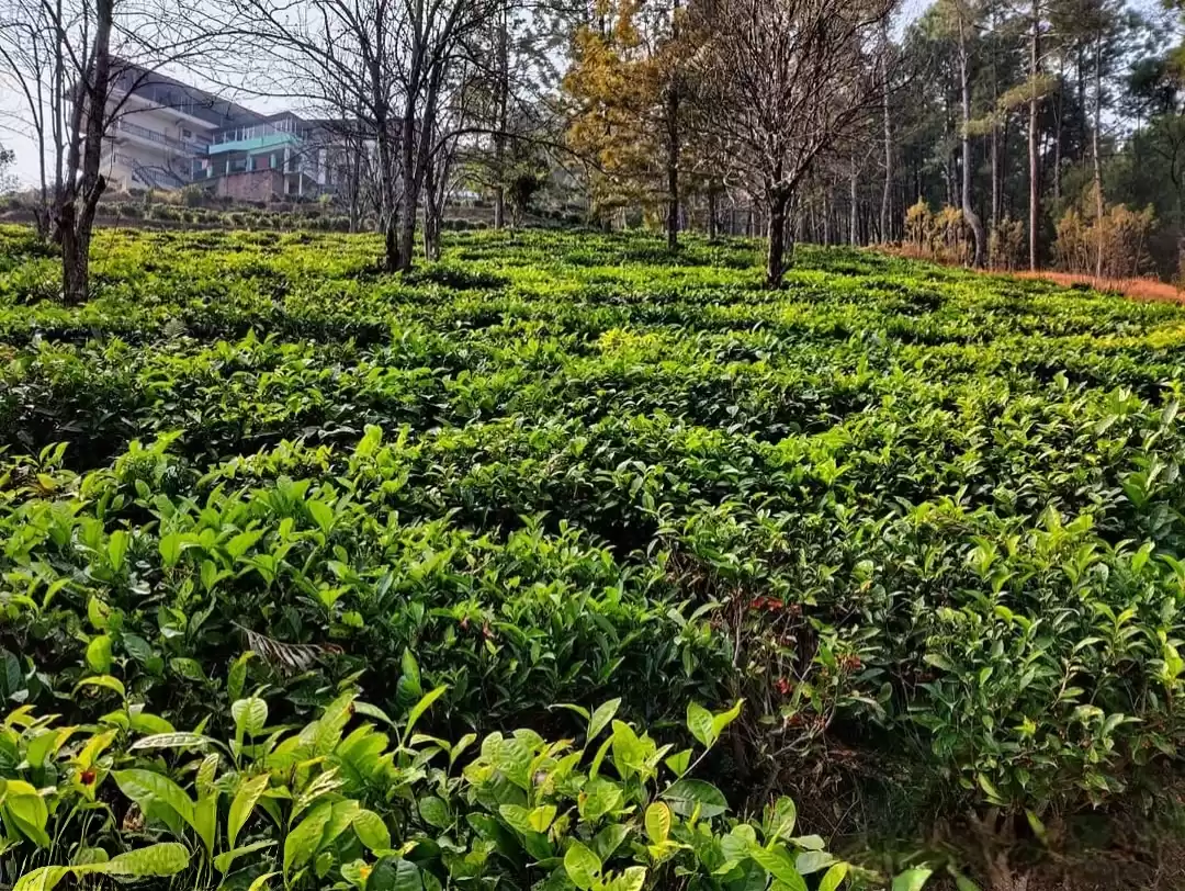 Kausani Tea Estate terraced green tea plantations pine trees autumn foliage distant multi-story building misty hills, perfect tea factory tour walk, Uttarakhand tour packages.