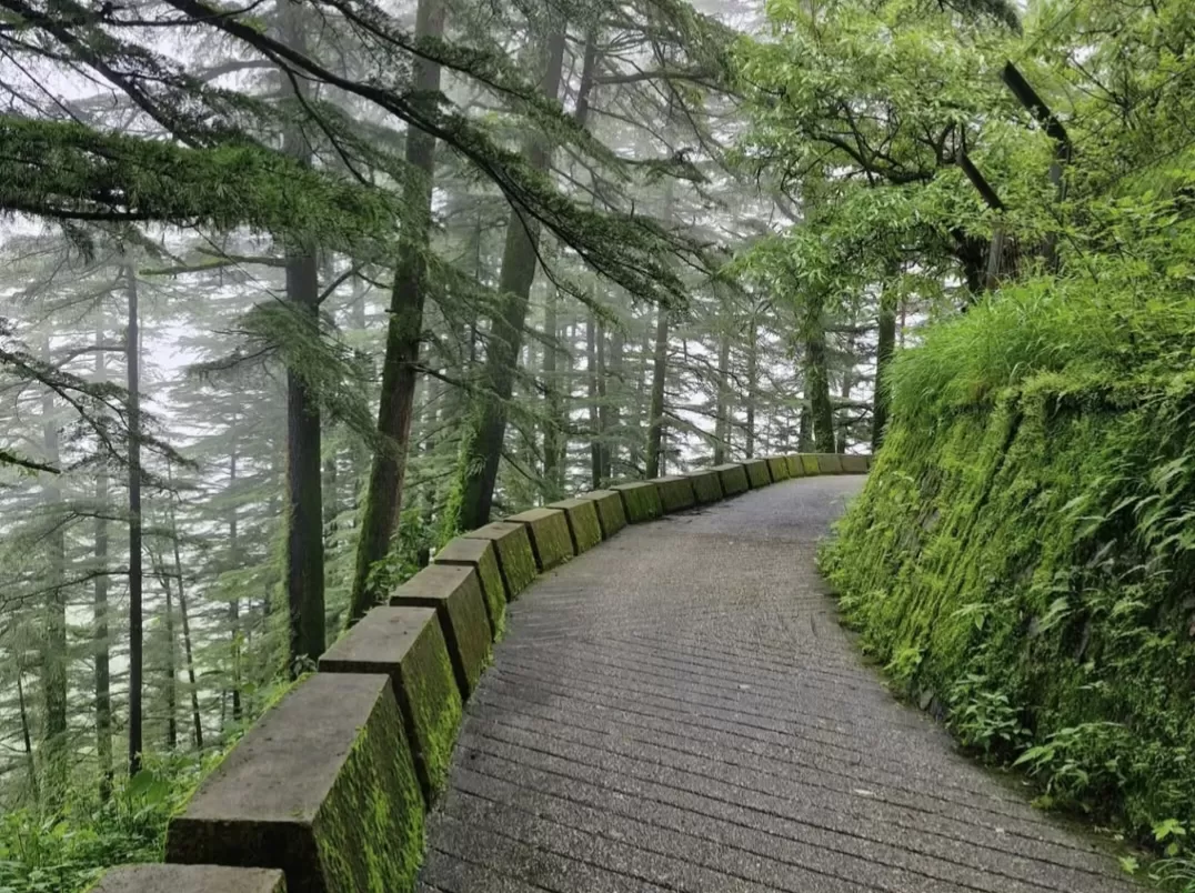 Misty winding forest road in Landour during foggy day, featuring mossy stone walls, deodar trees and green hillside, perfect adventure Uttarakhand tour package.