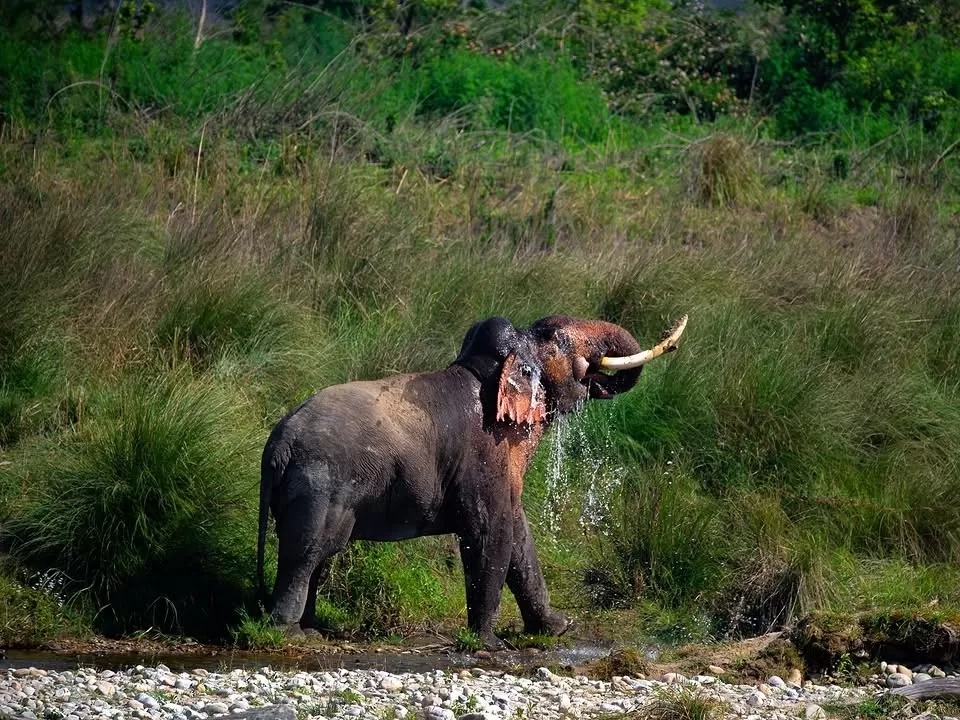 Jim Corbett National Park Asian elephant spraying water grassy riverbank, muddy tusker trunk shower green reeds rocky shore sunlight, perfect Uttarakhand tour packages.