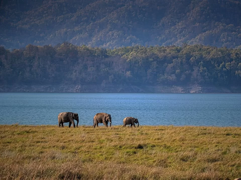 Jim Corbett National Park elephant family lakeside grassland hills backdrop, mother two calves Asian elephants blue water golden grass forested mountains, perfect Uttarakhand tour packages.