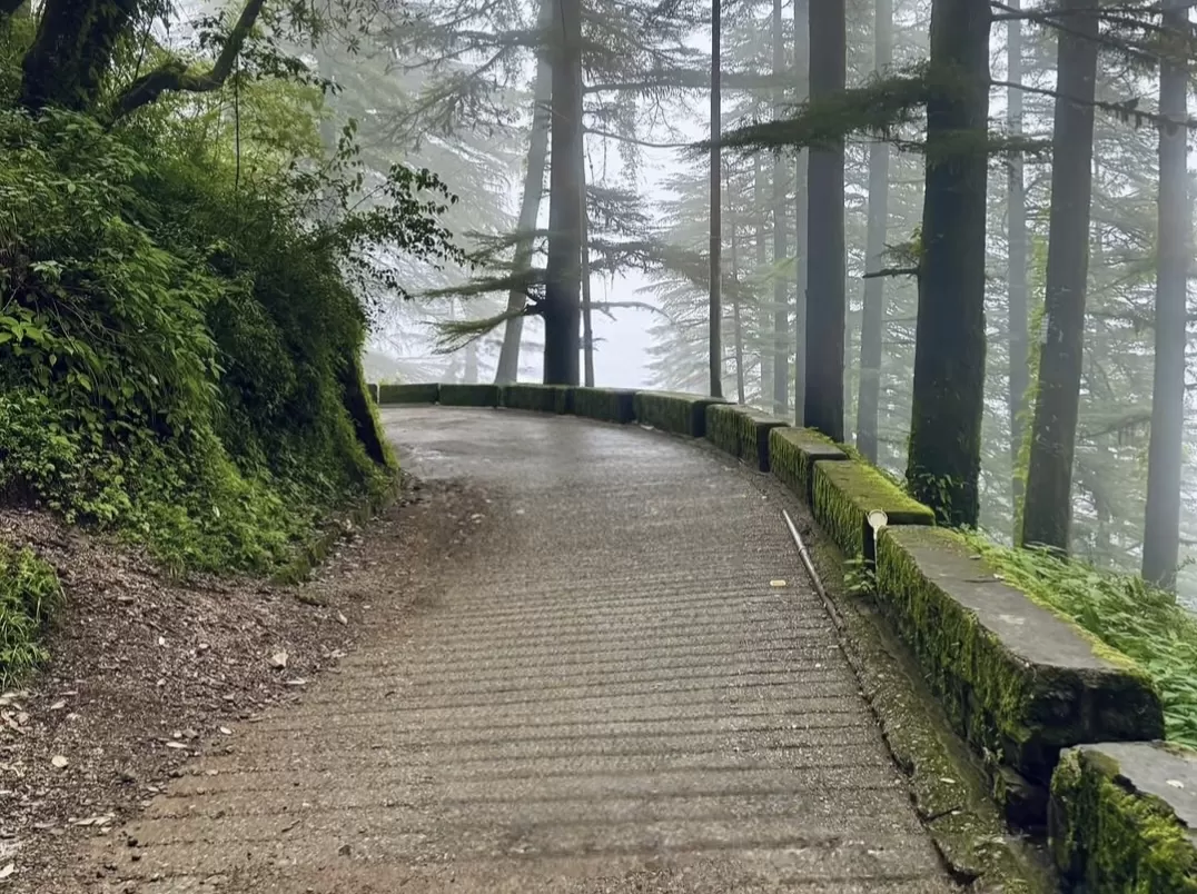Misty forest road in Landour during foggy day, featuring deodar trees, mossy walls and winding path, perfect romantic Mussoorie tour package.