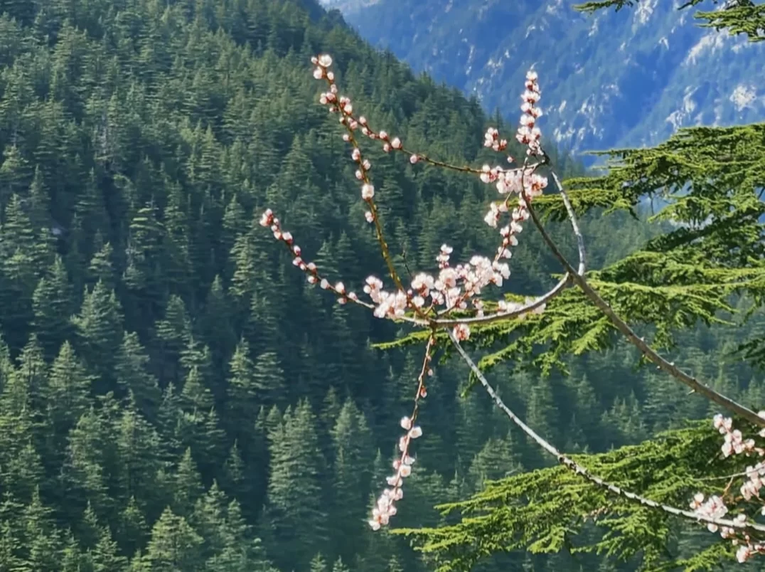 Spring blossoms near Gangotri Temple during sunny day, featuring pine forested Himalayas and deodar trees, perfect spiritual Uttarakhand tour package.