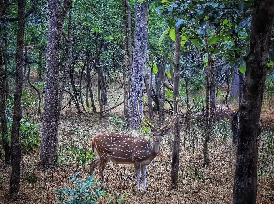 Pench National Park chital stag large antlers dry grass forest trees, spotted deer buck tall teak-like trees green leaves dim light, perfect Madhya Pradesh tour packages.