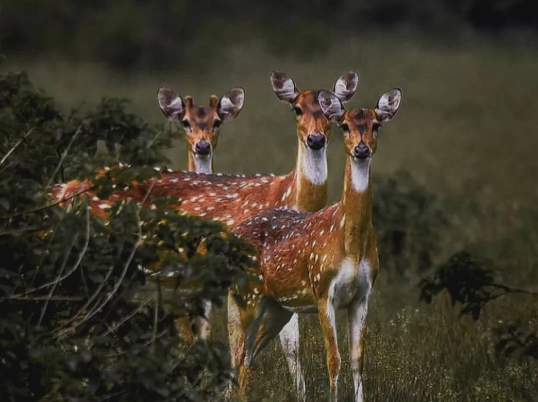 Pench National Park trio spotted deer chital bushy foreground dark green grass, three chital fawns does alert ears white throats low light, perfect Madhya Pradesh tour packages.