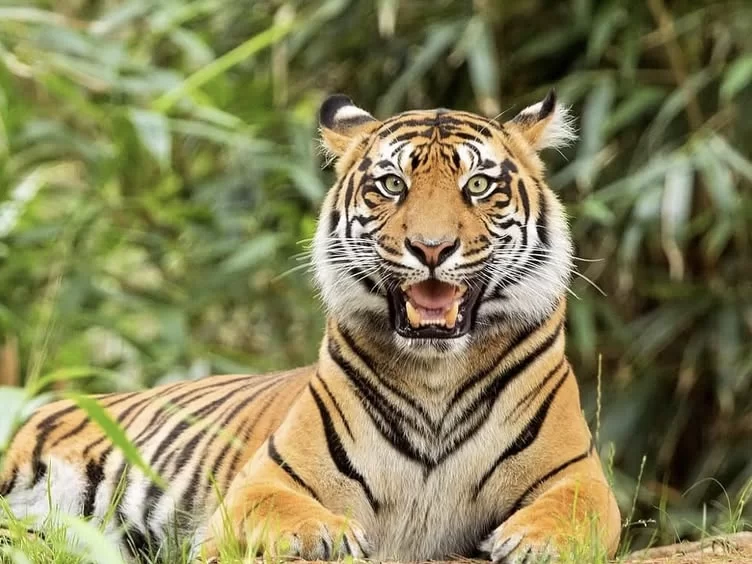 Pench National Park Bengal tiger roaring bamboo thicket green grass, striped tiger open mouth sharp fangs ears back intense gaze, perfect Madhya Pradesh tour packages.