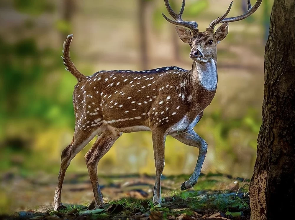 Pench National Park spotted deer chital antlers tree trunk forest, white-throated buck standing green undergrowth bokeh background, perfect Madhya Pradesh tour packages.