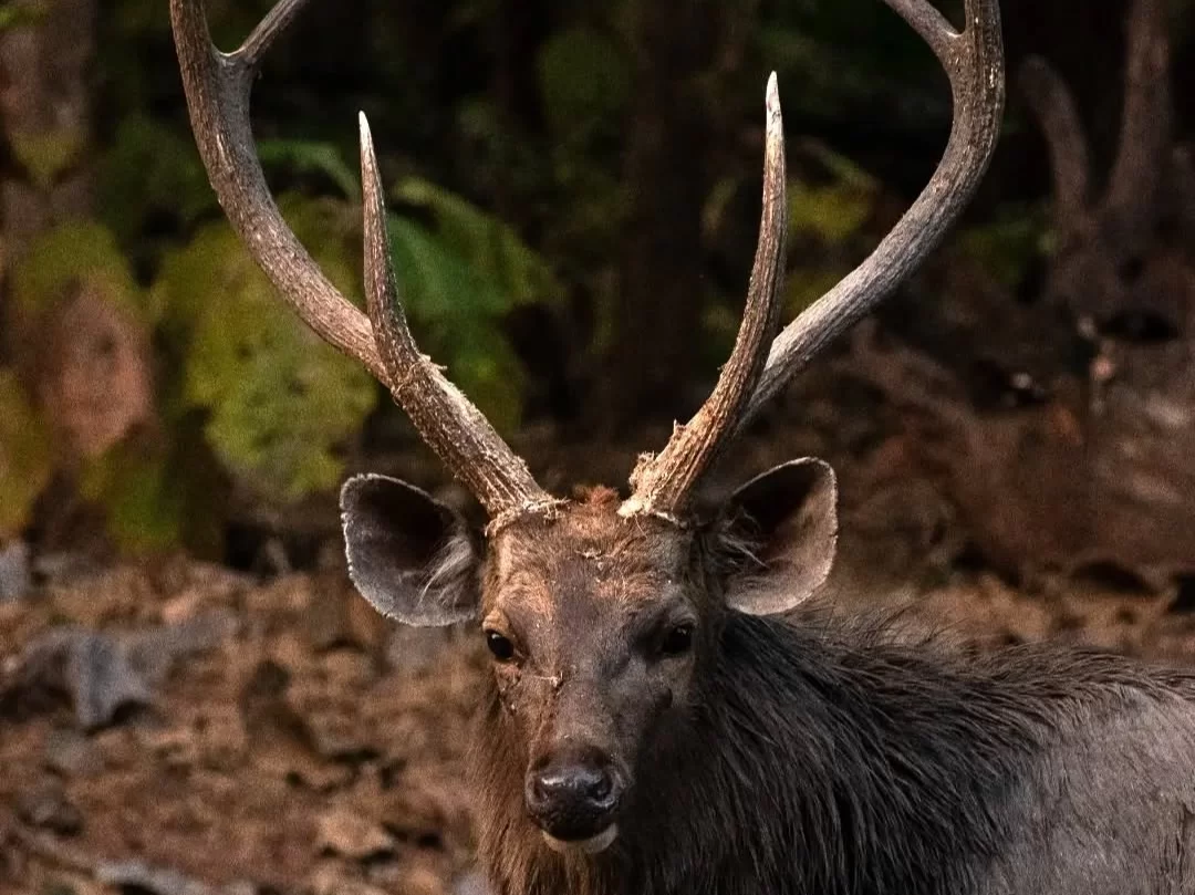 Majestic barking deer with large antlers at Pench Tiger Reserve during golden hour, featuring forest backdrop intense gaze, perfect Madhya Pradesh wildlife safari tour package.