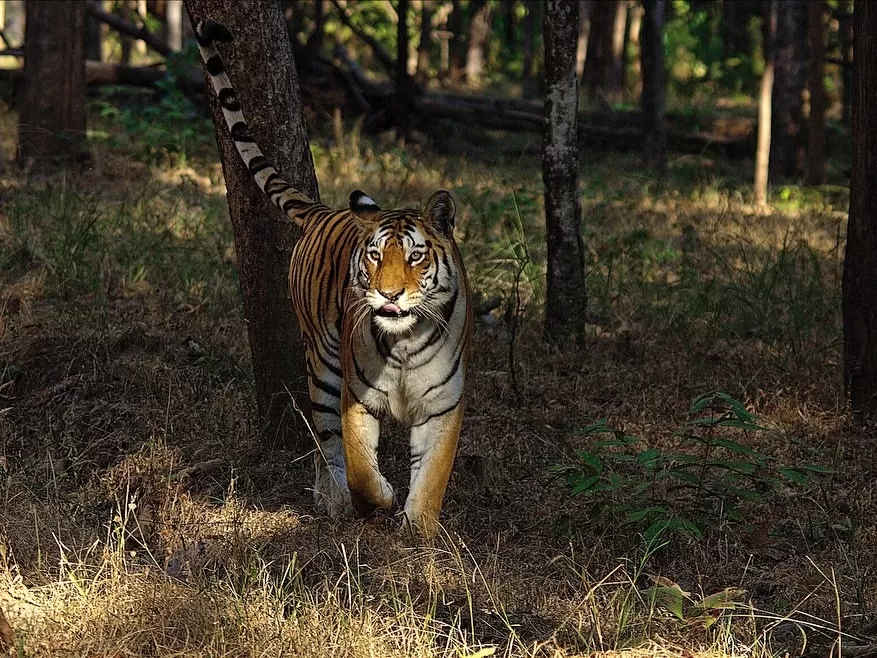 Majestic tiger stalking through forest at Pench Tiger Reserve during golden hour, featuring tree backdrop stripes intense gaze, perfect Madhya Pradesh wildlife safari tour package.