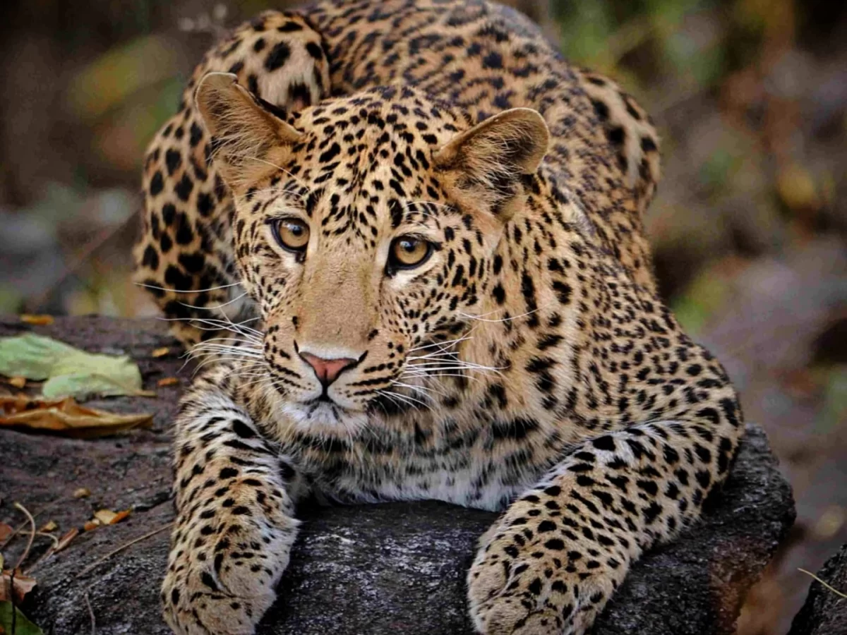 Leopard resting on rock at Pench Tiger Reserve during golden hour, featuring intense gaze rosette spots green backdrop, perfect Madhya Pradesh wildlife safari tour package.