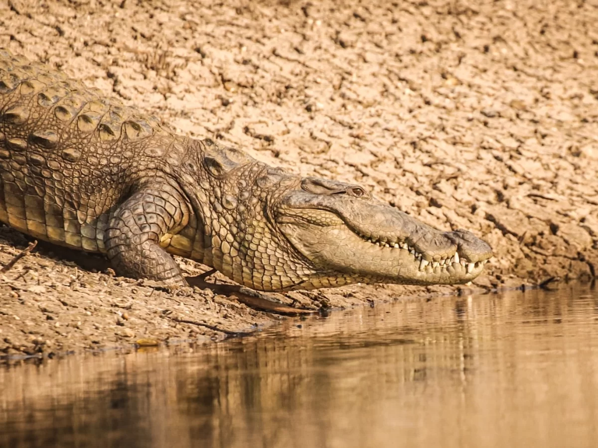 Mugger crocodile basking at Pench Tiger Reserve riverbank during golden hour, featuring textured scales water reflection dry sand, perfect Madhya Pradesh wildlife safari tour package.